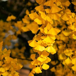Ginkgo biloba - Planta