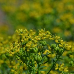 Arruda - 1 planta