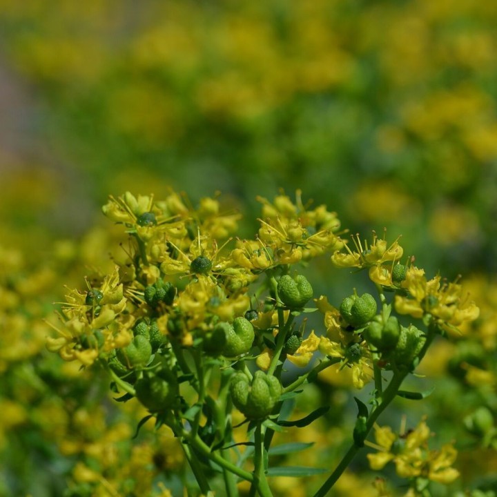 Plantas de Ruda, Ruta graveolens o Ruda hortense