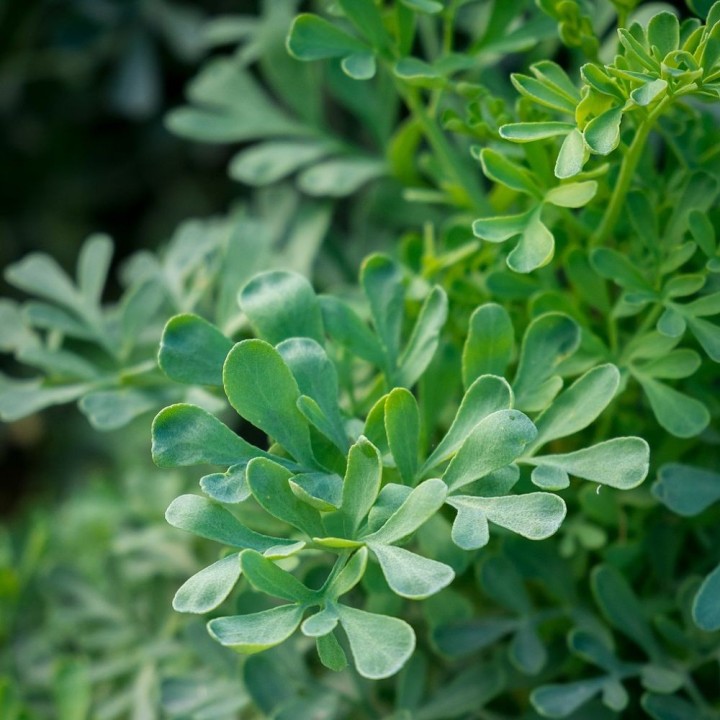 Plantas de Ruda, Ruta graveolens o Ruda hortense
