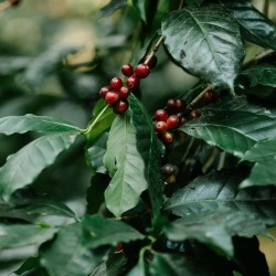 Cafeto - 1 planta