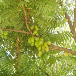 Averrhoa bilimbi - 5 sementes
