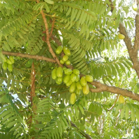 Averrhoa bilimbi - 5 sementes Averrhoa bilimbi - 5 sementes
