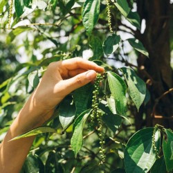 Pimenta preta - Sementes