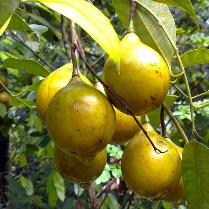 Sementes de noz-moscada frescas da moscadeira (Myristica fragrans) para semear