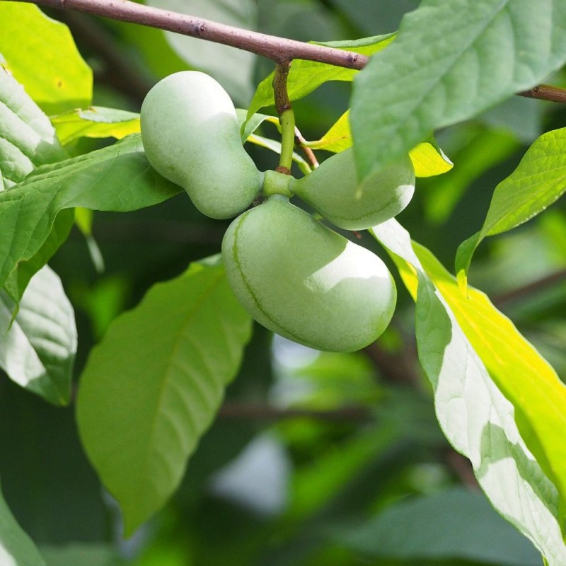 Pawpaw - 4 sementes