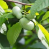Pawpaw - 4 sementes