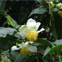 Chá - 4 semillas