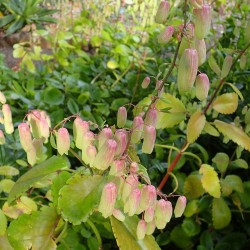 Kalanchoe pinnata - 1 planta