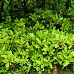 Kalanchoe pinnata - 1 planta - Compra antecipada (envio em julho)
