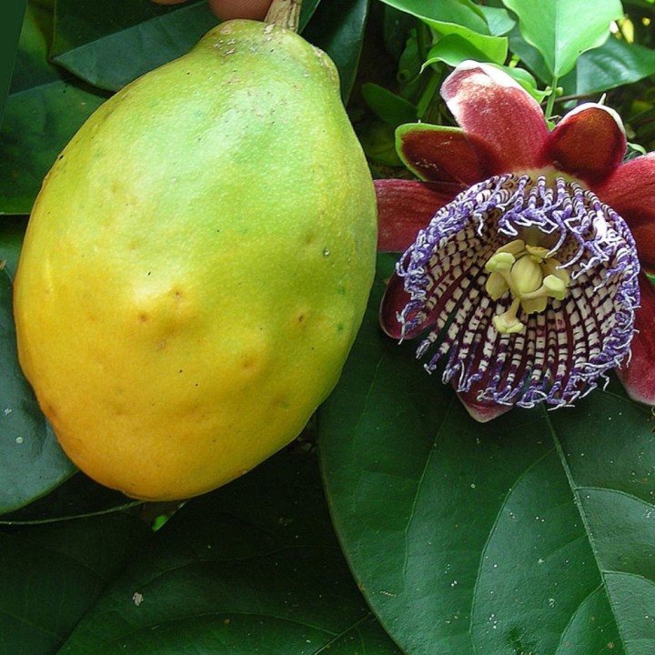 Passiflora alata - Sementes