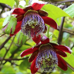 Passiflora alata - 10 sementes