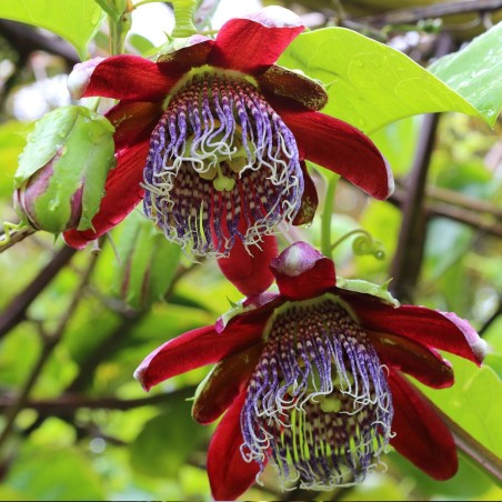Passiflora alata - 10 sementes Passiflora alata - 10 sementes