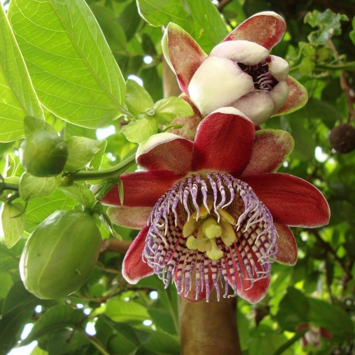 Passiflora alata - Sementes