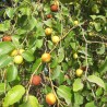 sementes Ziziphus mauritiana