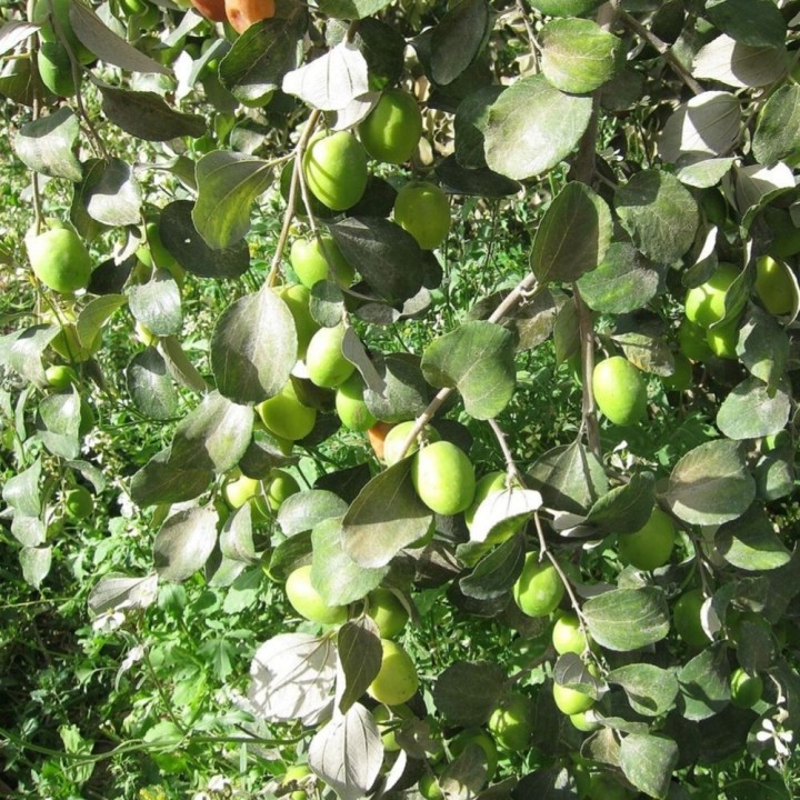 Sementes de Ameixa indiana (Ziziphus mauritiana) árbol tropical frutal