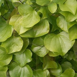 Dioscorea elephantipes - 5 sementes