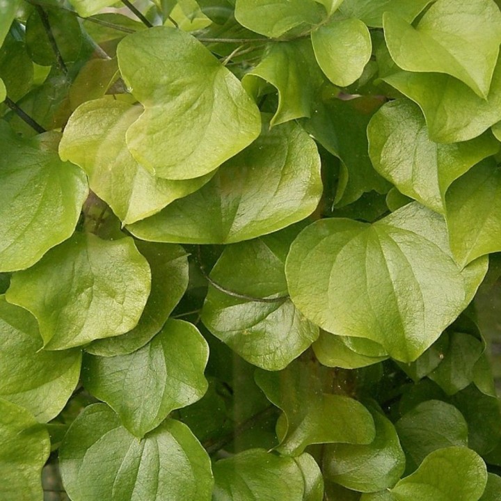 Sementes de Dioscorea elephantipes, sul-africana trepadeira, pé de elefante