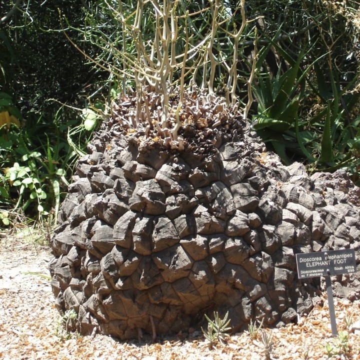 Sementes de Dioscorea elephantipes, sul-africana trepadeira, pé de elefante