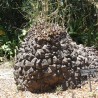 Dioscorea elephantipes - 5 sementes