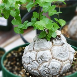 Dioscorea elephantipes - sementes