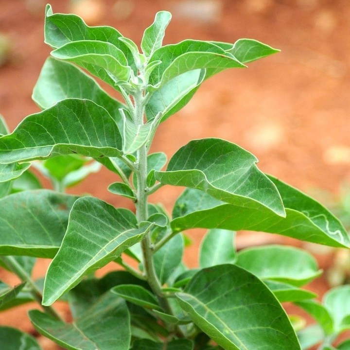 Sementes de Withania somnifera ou Bufera em semente para semear