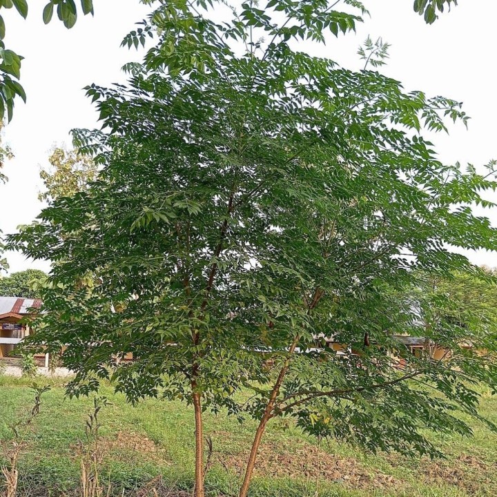 Sementes de Melia azedarach – Árvore ornamental robusta