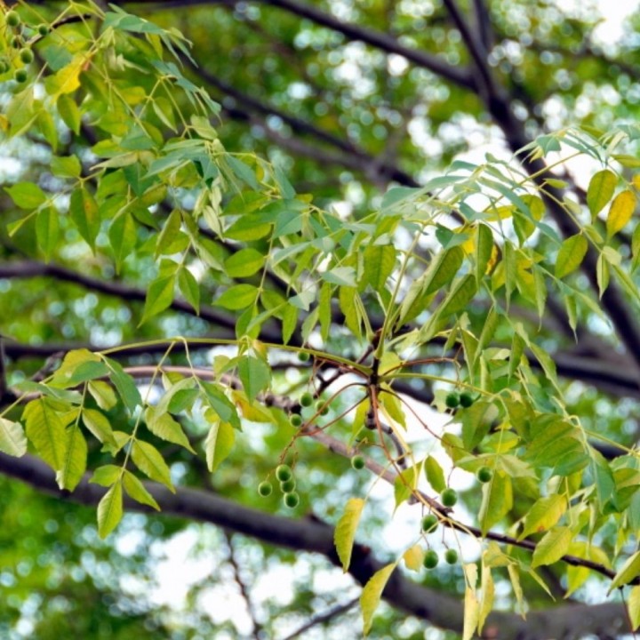 Sementes de Melia azedarach – Árvore ornamental robusta