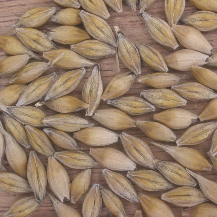 Sementes de Cevada (Hordeum vulgare) | Loja de sementes