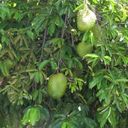 Annona muricata sementes
