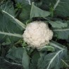 Couve-flor Iglu - 300 sementes