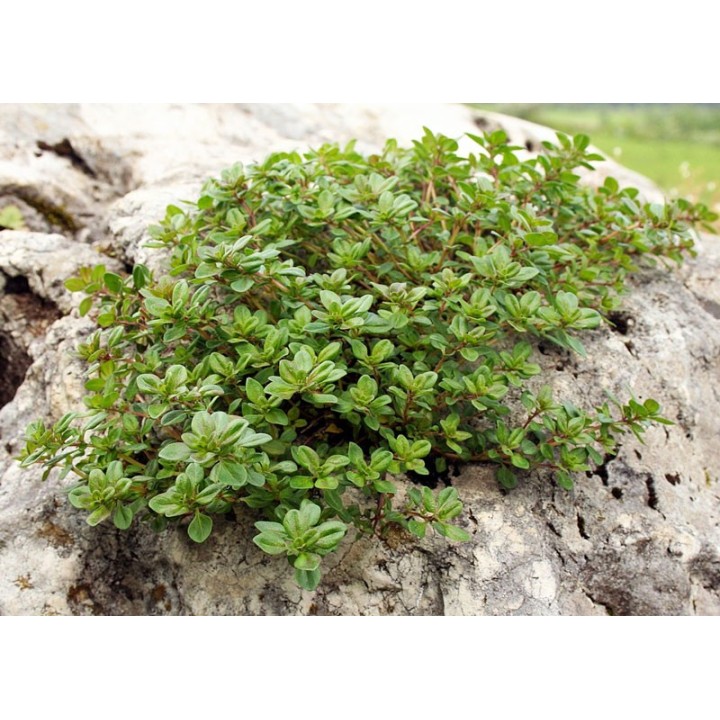 Sementes de Serpilho (Thymus serpyllum)