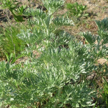 Artemisia absinthium Artemisia absinthium