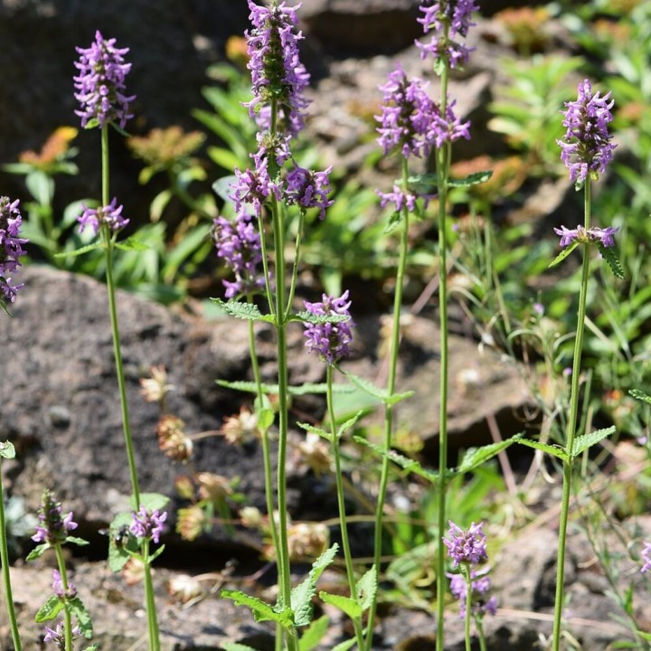 Tubérculos de Crosnes (Stachys affinis) comestibles para sembrar