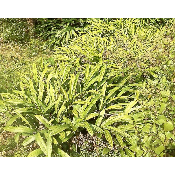 Sementes de Cardamomo preto (Amomum subulatum)