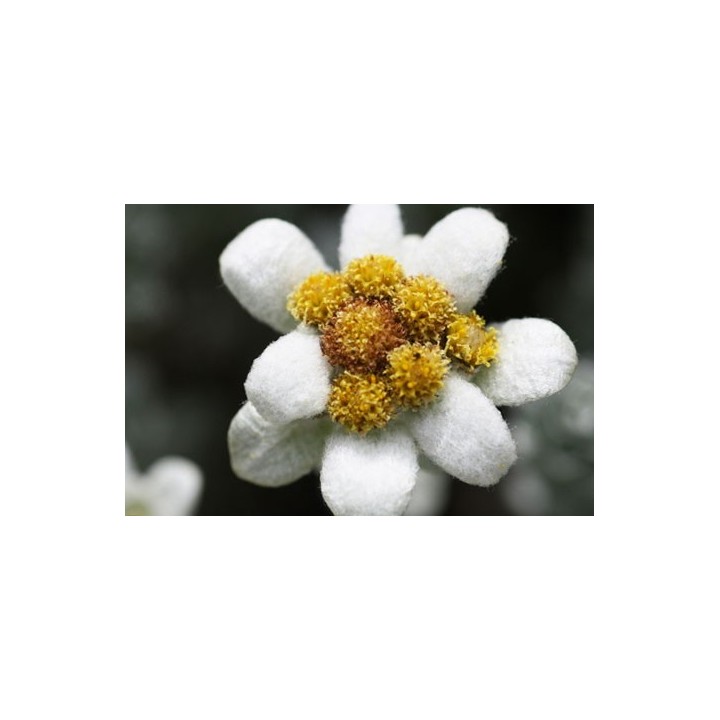 Edelweiss de Nueva Zelanda - Sobre 30 semillas