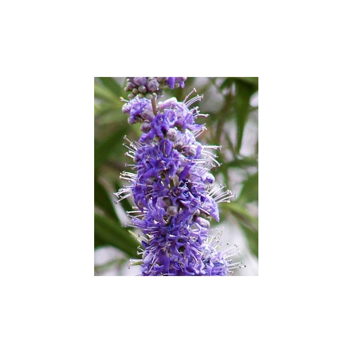 Vitex de wikipedia