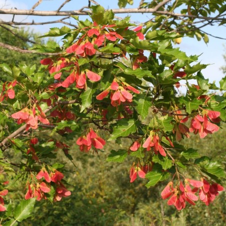 Bordo-do-amor - Planta
