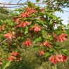 Bordo-do-amor - Planta