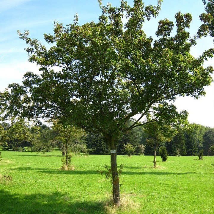 arce del amor acer ginnala árbol japón bonsai planta ornamental