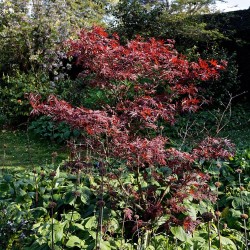 Bordo-japonês, Atropurpureum - Planta