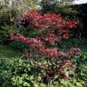 Bordo-japonês, Atropurpureum - Planta