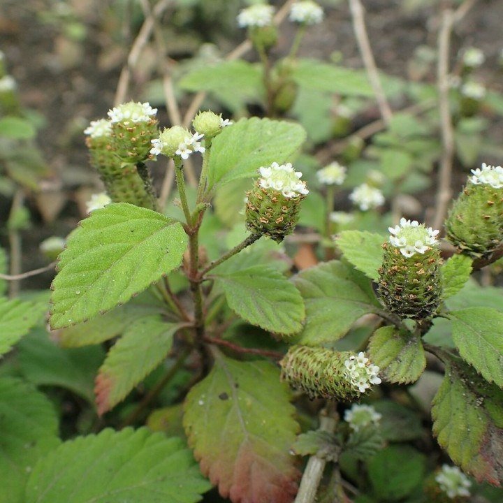 Plantas de Erva-doce asteca (Lippia dulcis)