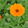 Calêndula - Planta