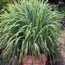 Capim-limão - Planta