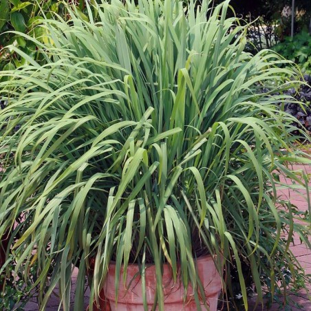 Capim-limão - Planta Capim-limão - Planta