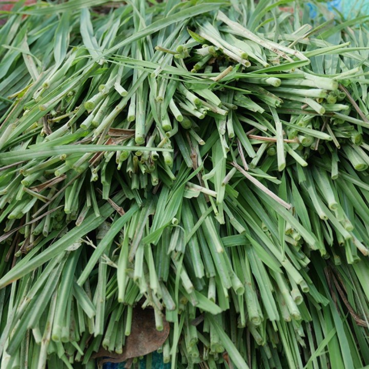 Plantas de auténtica citronela, la hierba limón (Cymbopogon citratus)