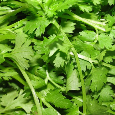 Coentros - Planta