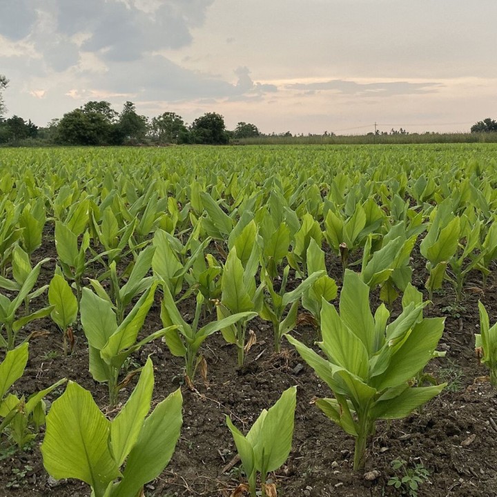 Comprar planta de Cúrcuma longa, rizomas de Curcuma para sembrar