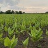 Cúrcuma - Planta